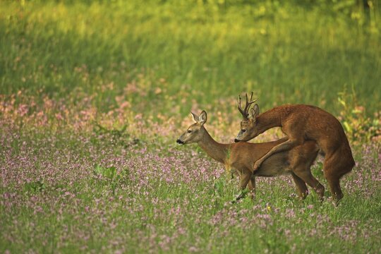 European roe deer (Capreolus capreolus) strong, abnormal buck shoots doe in flowering meadow, Lower Austria, Austria