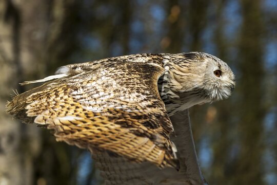 Flying owl with detailed patterns on the wings in daylight, Siberian Eagle Owl (Bubo bubosibiricus), Germany