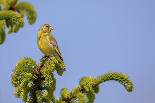 A male greenfinch (Chloris chloris) uses the top of a spruce tree as a singing platform, breeding season, Germany