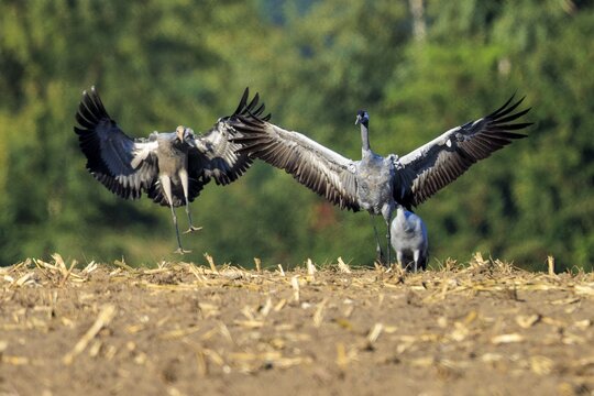 Cranes with spread wings in a field, green background, crane (Grus grus) wildlife, Western Pomerania Lagoon Area National Park, Zingst, Mecklenburg-Western Pomerania, Germany