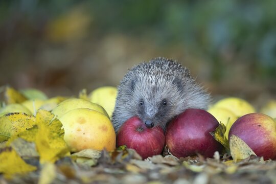European hedgehog (Erinaceus europaeus) adult animal walking over fallen apples in a garden in the autumn, England, United Kingdom