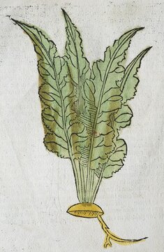 Horseradish (Armoracia rusticana), woodcut incunabulum leaf from one of the first German herbal books: Gart der Gesundheit, published by Bernhard von Breidenbach or Breydenbach, printed by Peter Sch&ouml;ffer, Mainz 1485