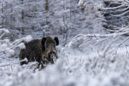 Wild boar boar (Sus scrofa) during mating season, looking for streams in winter landscape, intoxication season, winter forest, winter landscape, Denmark