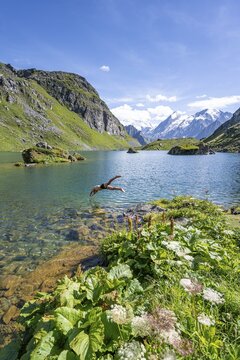 Young man, mountaineer jumping into a mountain lake with view of mountain peaks, Lac du Louvie with summit Grand Combine, Valais Alps, Val de Bagnes, Valais, Switzerland