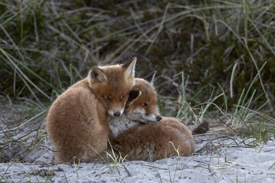 The red fox cubs (Vulpes vulpes) don't really want to rest, some sibling is always scurrying around looking for a better sleeping position, sleep, cuddling, rearing cubs, baby animals, cute, playful, wrestling, May, Denmark
