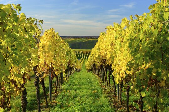 Vineyards in autumn, yellow foliage, near Volkach, Lower Franconia, Main Franconia, Franconia, Bavaria, Germany