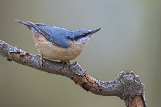 The typical posture of the nuthatch (Sitta europaea) when danger threatens, raising its head upwards and motionlessly observing the area above it, attentive, Germany
