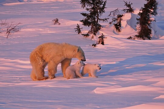 Polar bear (Ursus maritimus) striding through the snow with her two cubs, Wapusk National Park, Manitoba, Canada