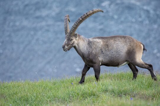 Alpine Ibex (Capra ibex), ibex, mountain, Alps, Hohe Tauern National Park, Austria