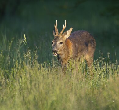 Roe deer (Capreolus capreolus), roebuck with beginning hair change stands in a meadow and eats, grazes grass, wildlife, Thuringia, Germany