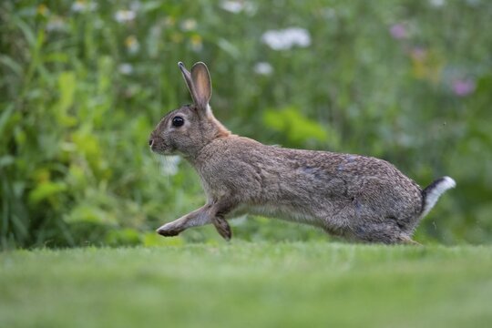 Wild rabbit (Oryctolagus cuniculus), Stapelfeld, Cloppenburg, Lower Saxony, Germany