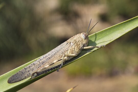 Migratory locust (Locusta migratoria), Portugal, Europe