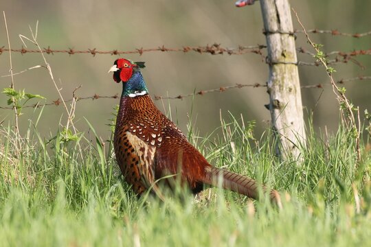 Pheasant (Phasianus colchicus) cock in the meadow in rural surroundings, Lower Austria, Austria
