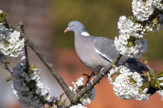 Woodpigeon (Columba palumbus) in a flowering cherry tree, Vechta, Lower Saxony, Germany