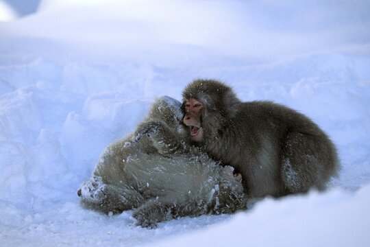 Young Snow Monkeys, Japanese Macaques (Macaca fuscata) playing in snow, snowfall, Japanese Alps, Japan, Asia