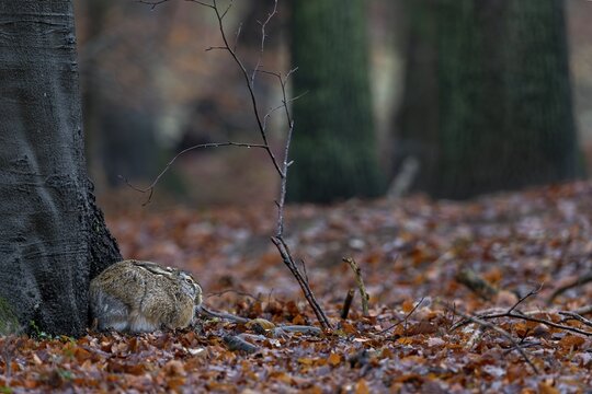 The brown hare (Lepus europaeus) is clearly recognisable in this photo, yet every forest walker will probably pass it a few metres away and not know of its presence, camouflage, protection, Germany