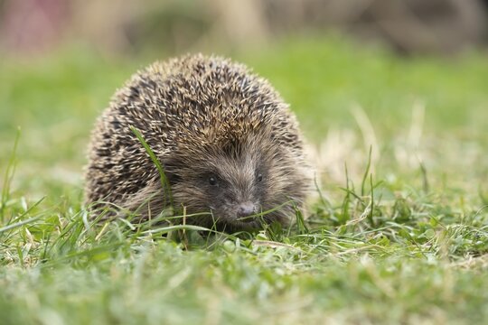 European hedgehog (Erinaceus europaeus) adult animal walking on a garden lawn, Suffolk, England, United Kingdom