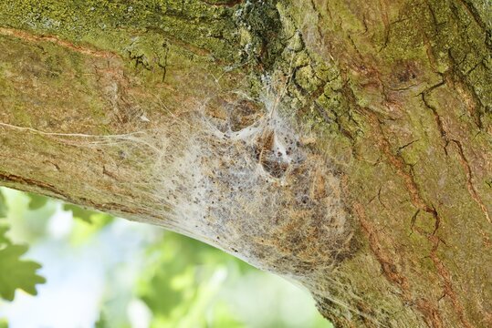 Oak processionary moth (Thaumetopoea processionea), web nest on tree trunk, North Rhine-Westphalia, Germany