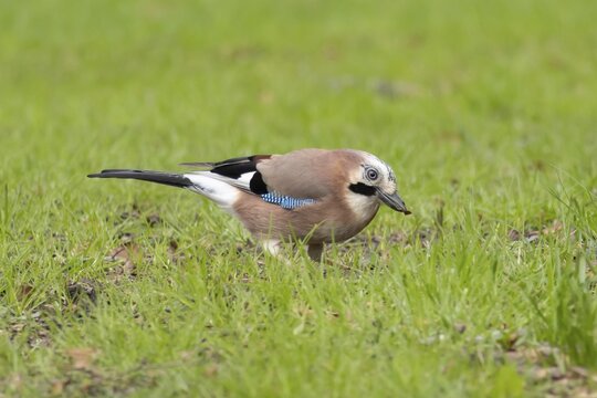 Eurasian jay (Garrulus glandarius) adult bird feeding on a garden lawn, England, United Kingdom