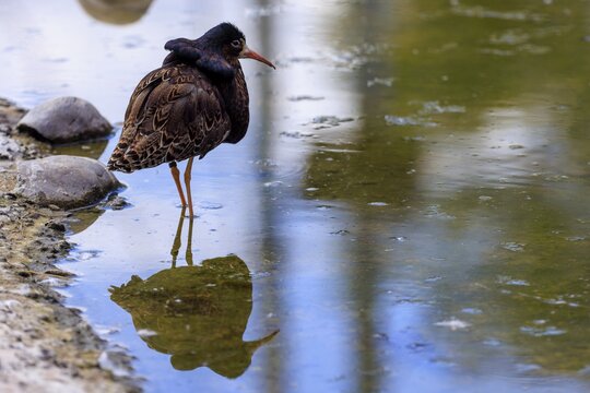 Bird standing in the water, its reflection is visible, ruff (Calidris pugnax, Syn.: Philomachus pugnax), courtship display, France