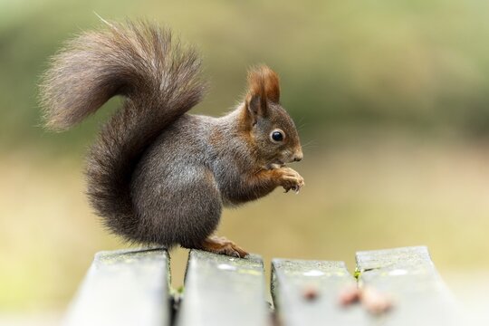 Eurasian red squirrel (Sciurus vulgaris) on a park bench, wildlife, Germany