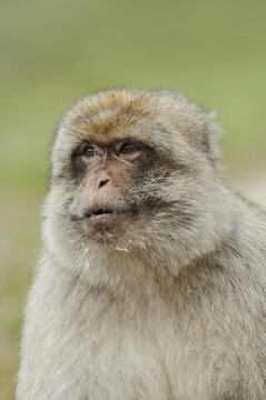 Barbary macaque (Macaca sylvanus), male, portrait, captive, occurring in Morocco, Algeria and Gibraltar