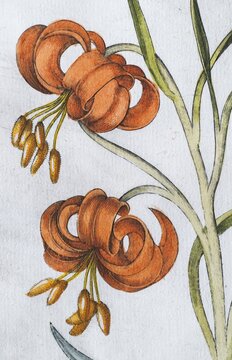 Blossoms, turban lily (Lilium pomponium), hand-coloured copperplate engraving from the Hortus Eystettensis, plant book by the Nuremberg apothecary Basilius Besler, Renaissance, Eichst&auml;dt, 1613