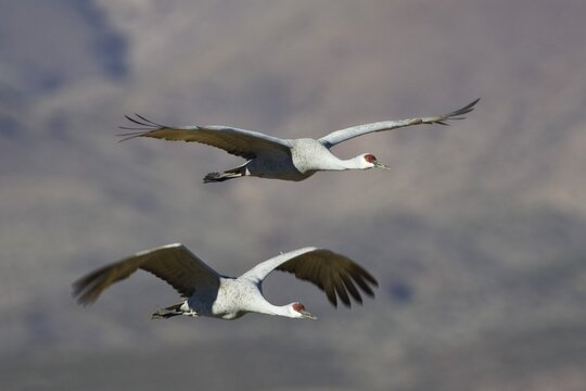 Sandhill Cranes (Grus canadensis) flying, Bosque del Apache Wildlife Refuge, New Mexico, North America, USA