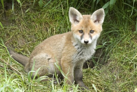 Young Red Fox (Vulpes vulpes), Thaur, Tyrol, Austria, Europe
