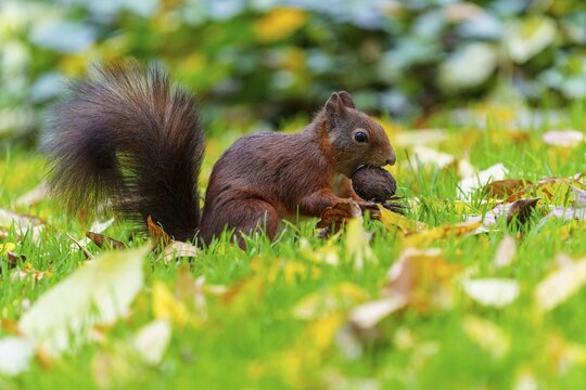 Squirrel keeps a walnut in the grass among colorful autumn leaves, squirrel (Sciurus vulgaris), wildlife, Germany