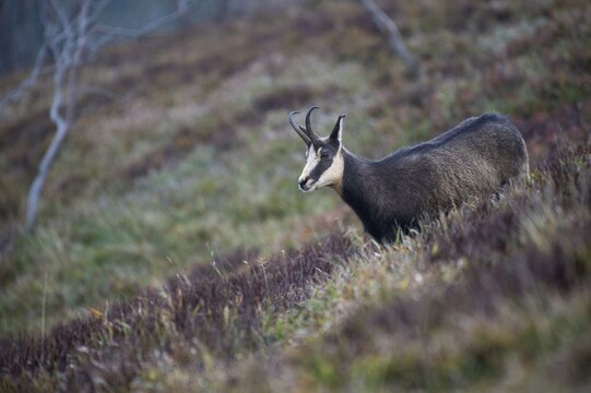 Chamois (Rupicapra rupicapra), Hohneck, La Bresse, Vosges, France