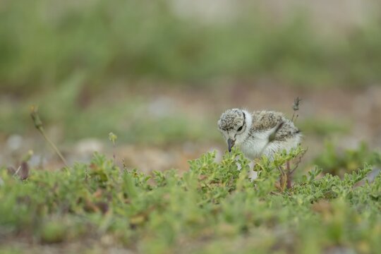 Ringed plover (Charadrius hiaticula) juvenile baby chick wading bird on a beach, Suffolk, England, United Kingdom