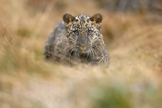 Indian indian leopard (Panthera pardus fusca) young in a forest, Czech Republic