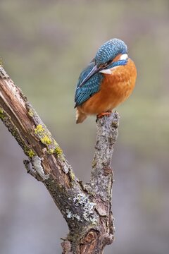 Common kingfisher (Alcedo atthis) observing fish, Tyrol, Austria