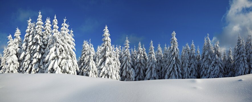 Panorama, snow-covered winter landscape, snow-covered spruces and sparkling snow crystals, Harz National Park, Saxony-Anhalt, Germany