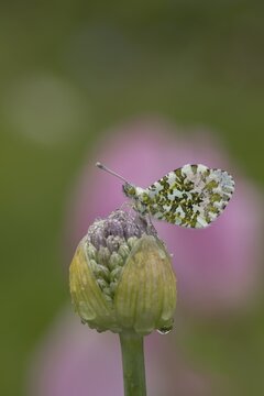 Orange tip (Anthocharis cardamines) butterfly resting on a garden Allium flower head in the springtime, Suffolk, England, United Kingdom