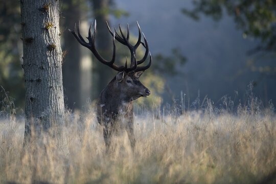 Red Deer (Cervus elaphus), stag, Copenhagen, Denmark
