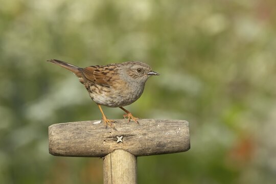 Dunnock or Hedge sparrow (Prunella modularis) adult bird on a garden fork handle, Suffolk, England, United Kingdom