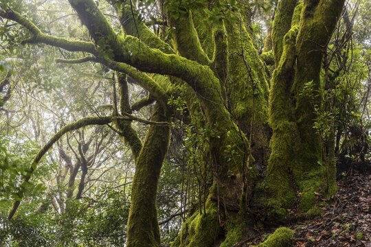 Mossy laurel tree in the cloud forest. Garajonay National Park, La Gomera, Canary Islands, Spain