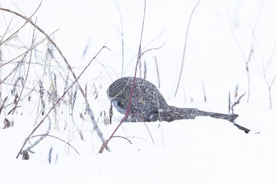 Great gray owl (strix nebulosa), Owl catches a prey under the snow, region of Center Quebec, Province of Quebec, Canada
