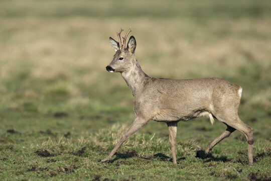 European roe deer (Capreolus capreolus), roebuck, changing hair, Vechta, Lower Saxony, Germany