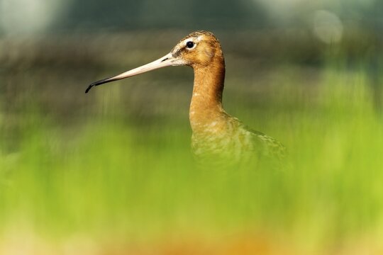 Snipe bird with sharp outline against a blurred green background, black-tailed godwit (Limosa limosa), France