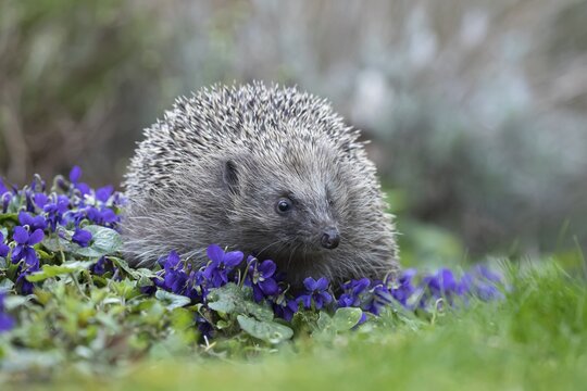 European hedgehog (Erinaceus europaeus) adult animal wandering over flowering Common dog violets (Viola riviniana) in a garden in springtime, Suffolk, England, United Kingdom