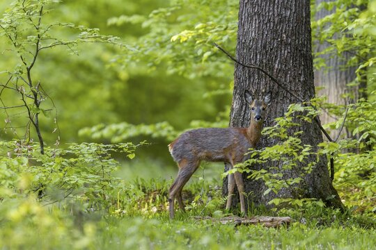 The hide with dog proves to be very positive, the roebuck (Capreolus capreolus) ignores me and keeps looking at my striking black and white dog, change of coat, May, Germany