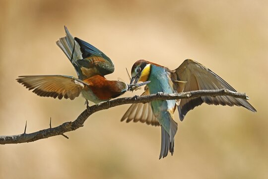 Bee-eater (Merops apiaster) sitting on a branch, wildlife, Rhineland-Palatinate, Germany