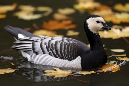 Barnacle goose (Branta leucopsis) swimming in a pond, Germany