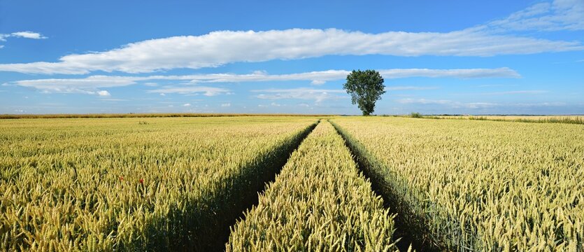 Panorama, cultivated landscape in summer, endless wheat field, lane leads into the picture, blue sky with (cumulus) clouds, solitary tree on the horizon, near Wettin, Saalekreis, Saxony-Anhalt, Germany