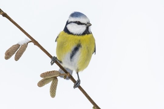 Blue tit (Cyanistes caeruleus) in the snow, Vechta, Lower Saxony, Germany