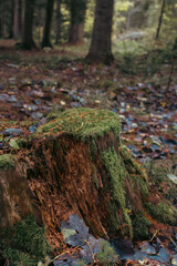 Old stump covered with a moss in autumn forest. Deep coniferous forest in the mountains.Tree stump with bark and life rings in pine tree woodland.  Carpathian mountains landscape. Autumn forest  © Nataliia