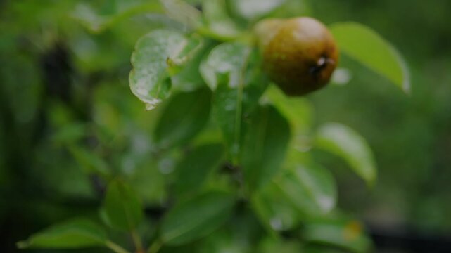 Close-up of a ripe pear hanging on a wet tree branch in a lush orchard. Fresh fruit, rain, organic farming, harvest, and natural growth.